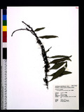 Lemmaphyllum rostrata (Beddome) Tagawa