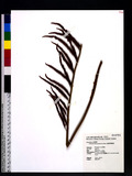 Osmunda banksiifolia (Pr.) Kuhn ʾm