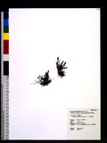 Scleroglossum pusillum (Blume) v. A. v. R. ޿