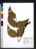 Cyrtomium macrophyllum (Makino) Tagawa je