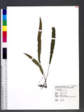 Deparia lancea (Thunb.) R. Sano