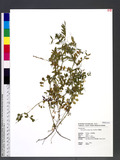 Vicia sativa L. subsp. nigra (L.) Ehrh. ܨ