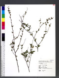 Prunus japonica Th...