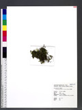 Crepidomanes humile (G. Forst.) v. d. Bosch p俹