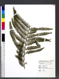 Diplopterygium laevissimum (H. Christ) Nakai �