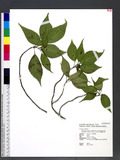 Helwingia japonica...