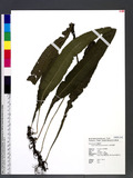 Colysis shintenensis (Hayata) H. Ito su