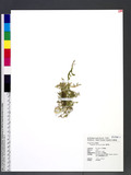Selaginella heterostachys Bak. Vf