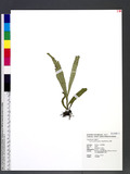 Lepisorus thunberg...
