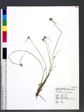 Lipocarpha chinensis (Osbeck) Kern شʯ