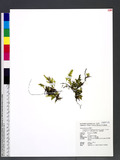 Crepidomanes schmidtianum (Zenker ex Taschn.) K. Iwats var. latifrons (v. d. Bosch) K. Iwats. e~