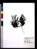 Asplenium trichomanes L. 鐵角蕨
