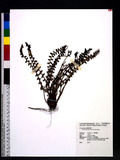 Polystichum glaciale Christ տ