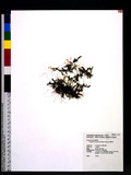 Selaginella tamariscina (P. Beauv.) Spring U~Q