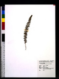 Polystichum lachenense (Hook.) Bedd. 高山耳蕨