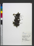 Mecodium wrightii (v. d. Bosch) Copel. 萊氏蕗蕨