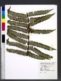 Dryopsis apiciflora (Wall. ex Mett.) Holttum & P. J. Edwards n