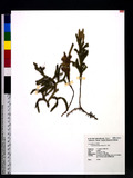 Lycopodium juniperoideum Sw. ɬf