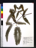 Dicranopteris tetraphylla (Rosenst) C. M. Kuo ~m