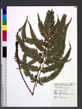 Dryopteris varia (L.) Ktze. n