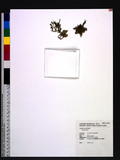 Selaginella sp.