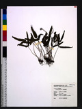 Lindsaea ensifolia Sw. b
