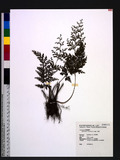 Sphenomeris chusana (L.) Copel. Q