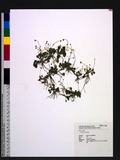 Erigeron bellioides DC.
