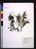 Cotula australis (Sieber ex Spreng.) Hook. f. nsʹh