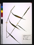 Setaria plicata (Lam.) T. Cooke K