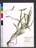Setaria verticillata (L.) P. Beauv. ˨몯