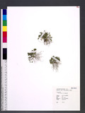 Soliva anthemifolia R. Br. R