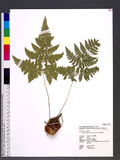 Hypodematium crenatum (Forsk.) Kuhn ~