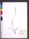 Agrostis clavata T...