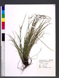 Carex macrandrolepis Lev. M٪G