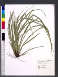 Carex brevicuspis ...