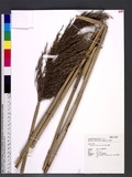 Phragmites australis (Cav.) Trin. ex Steud. Ī