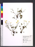 Ranunculus ternatus Thunb. pӣ