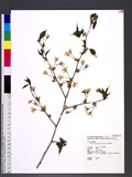 Prunus transarisan...