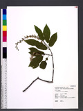 Prunus obtusata Koehne OWԧ