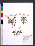Viola grypoceras A. Gray j