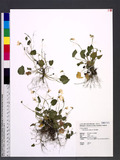 Viola adenothrix H...