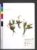 Viola betonicifolia J. E. Smith bj