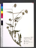 Saussurea deltoidea (DC.) C. B. Clarke OWC쭻