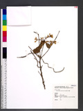 Chionanthus retusus Lindl. & Paxton yĬ