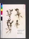 Coronopus didymus (L.) Smith ت