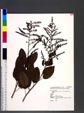 Berchemia racemosa Sieb. et Zucc. var. magna Makino j