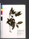 Antidesma japonicum Sieb. & Zucc. var. acutisepalum (Hayata) Hurukawa n뤭