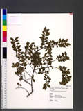 Eurya crenatifolia (Yamamoto) Kobuski 假柃木