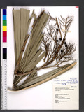 Livistona chinensis (Jacq.) R. Br. var. subglobosa (Mart.) Becc. Z